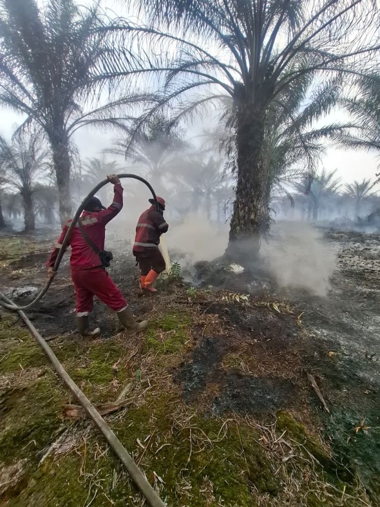 Karhutla Riau Meluas, Pelalawan Jadi Wilayah Terparah dengan 612 Ha