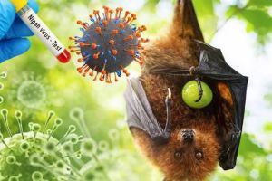 Dinas PKH Riau Perketat Pengawasan untuk Antisipasi Virus Nipah