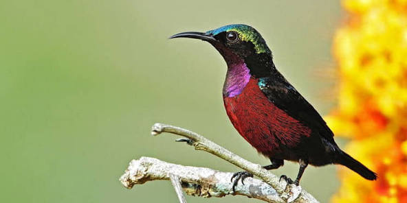 Cerpen: Burung Kecil yang Tidak Menyerah