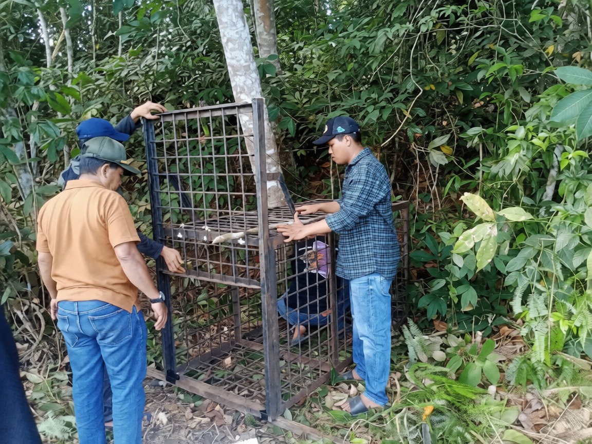Resahkan Warga, BBKSDA Riau Pasang Kandang Jebak Tangkap Beruang Madu di Kerumutan Pelalawan